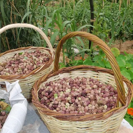 Elixirion Karavostásion