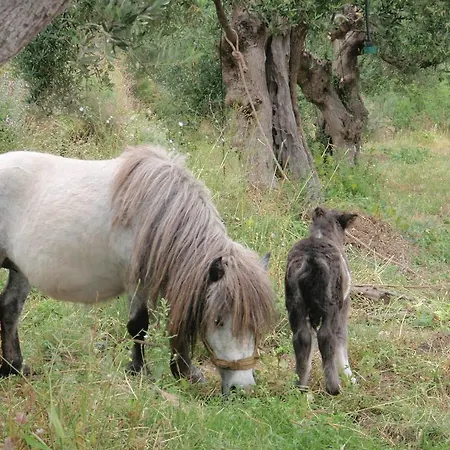 Elixirion Pensionat Karavostásion