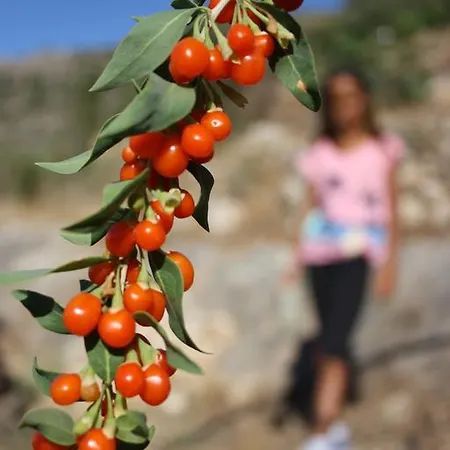 Elixirion Karavostásion