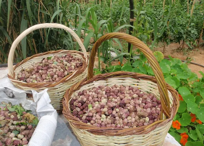 Elixirion Karavostásion