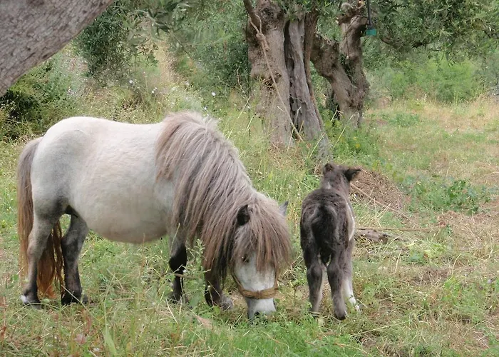 Elixirion Πανσιόν Καραβοστάσι