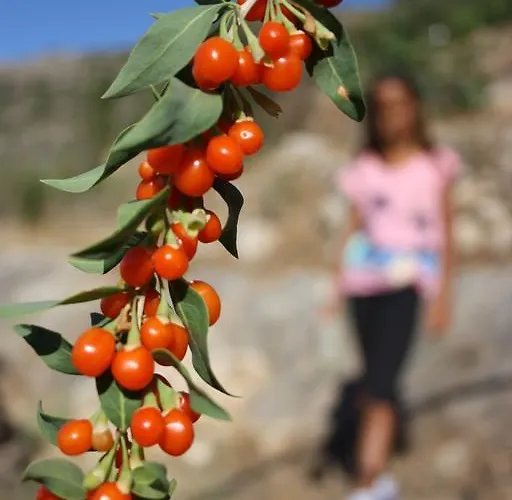 Elixirion Καραβοστάσι
