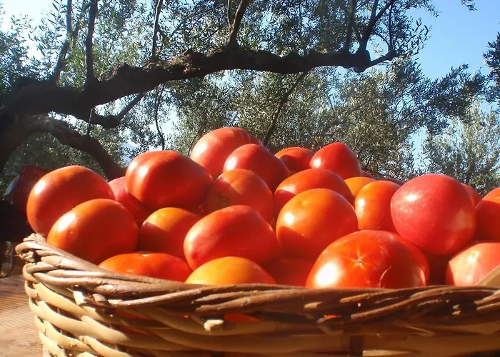 Elixirion Πανσιόν